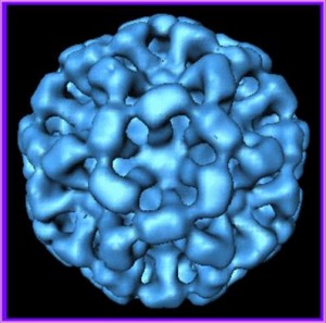 Norovirus