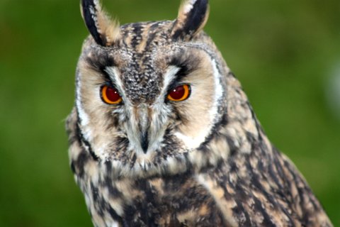 Here's looking at you - By Tony Duffy