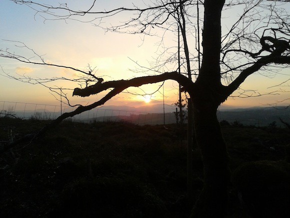 Mullaghagarry forest near convoy by Ciaran Quinn