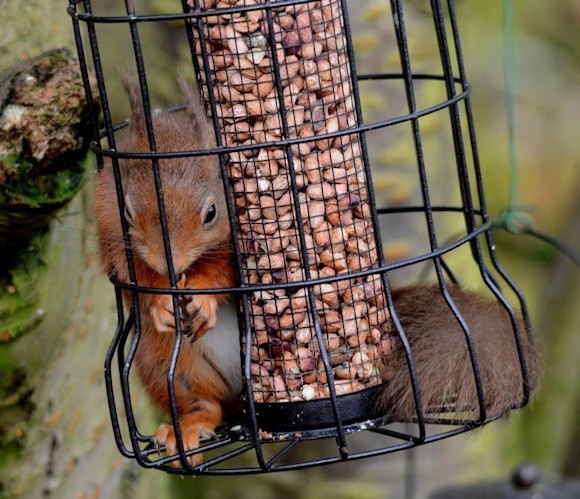 The Red Squirrel struggles to get away! Pic Christine Cassidy