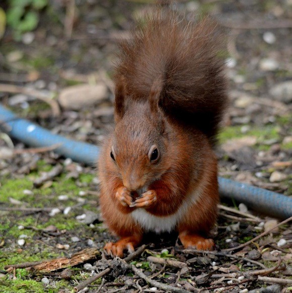 And he's free...the squirrel back on safe ground> Pic Christine Cassidy