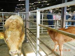 cattle mart