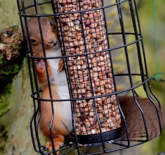 Red squirrel caught in bird feeder. Pic By Christine Cassidy