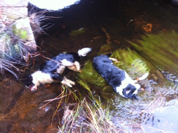 The dead collies are in the river more than a week