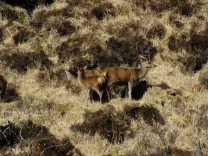 Glenveagh Deer
