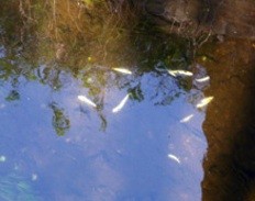 fish kill
