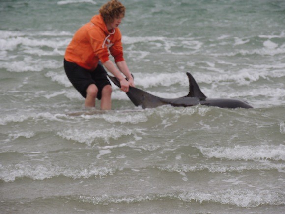 Shea rescues one of the dolphins