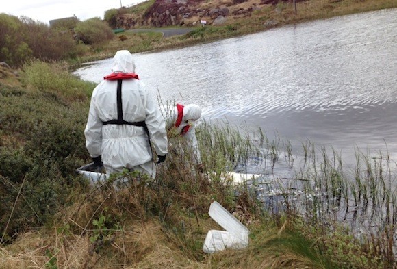 Rangers examine the dead swan found in Mullaghduff today