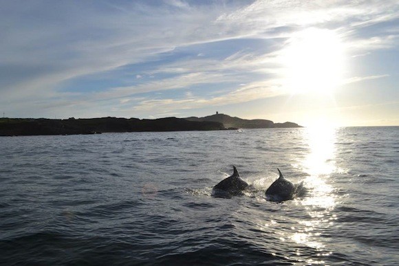 Malin Head dolphins1