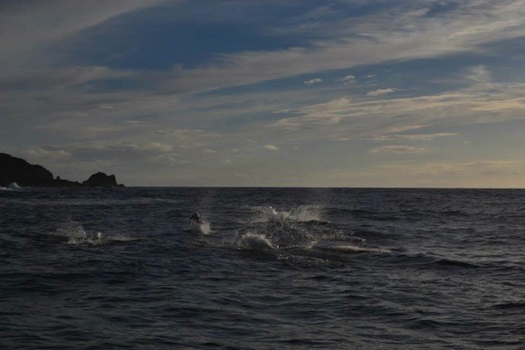 malin head dolphins