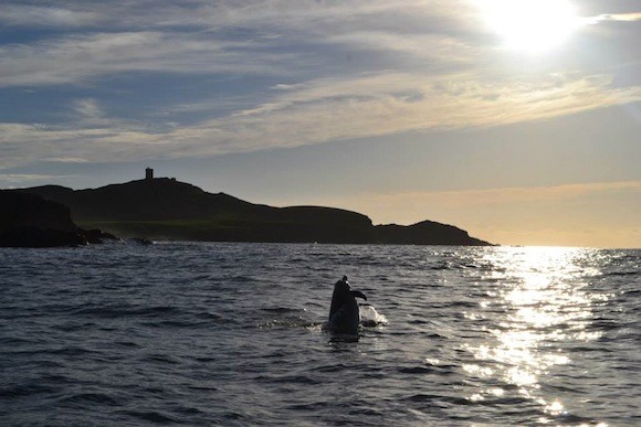 malin head dolphins