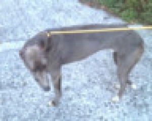Norman was found this week by police in the North in a traumatised state