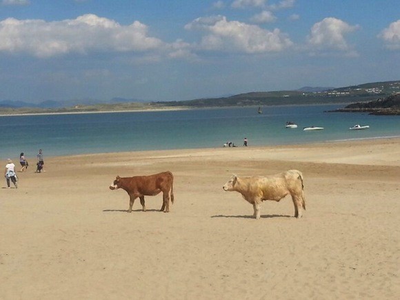 Cows enjoying the beach at Ards today! Pic By Ramond O'Donnell
