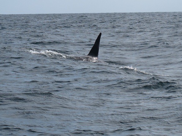 Whales off Glencolmcille - Pix for Donegal Daily by John Cunningham