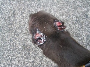 Norman the racing greyhound who was found with his ears hacked off this week