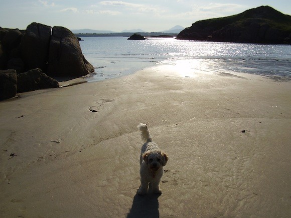 Max enjoying Sunshine @ innishinny with Errigal in background! Picture from Patrick Bonner