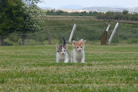 Having fun in the sun...These two are enjoying the weather. Pic By  Annmarie MacIntyre