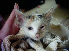 The kitten which survived a ride in the engine of a car