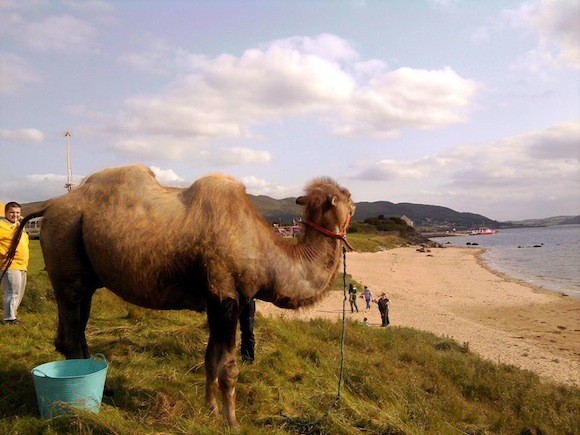 The circus is in Buncrana - and this camel was enjoying the heat and the sand. Pic By Chris McClafferty