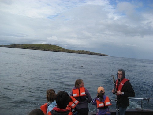 A basking shark caught on camera off Tory Island