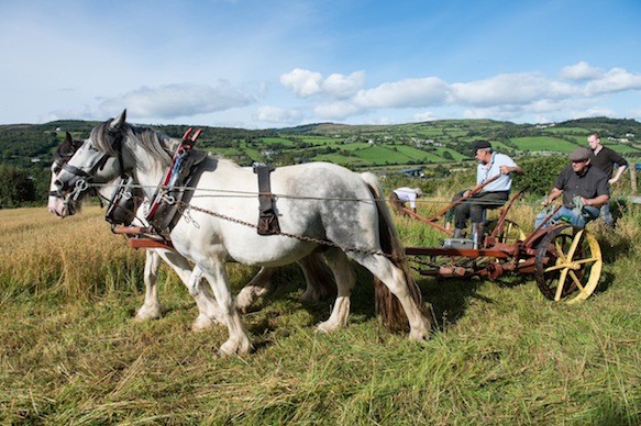 Frank Butler with Martin Mullin as they cut Corn with Cobs, Tom and Charlie  at Ballyconnolly, Letterkenny. Photo- Clive Wasson