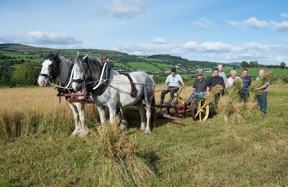Frank Butler with Martin Mullin as they cut Corn with Cobs, Tom and Charlie at Ballyconnolly, Letterkenny assisted by Harry Friel, Geoffrey Mullin, John Crossan, Denis Friel and George Black. Photo- Clive Wasson