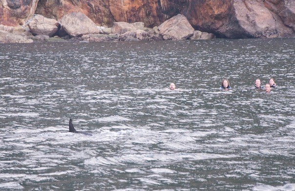 Some of the bloggers take the plunge to join the dolphins