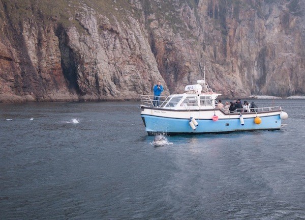 Dolphins surround the boat at Slieve League
