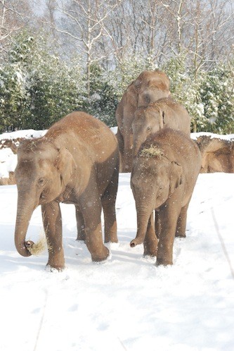 Asian Elephants in the snow-Brendan Walsh 3 (2)