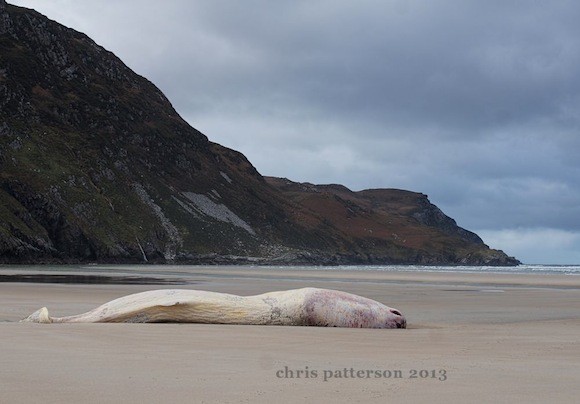 The dead whale at Maghera Beach.
