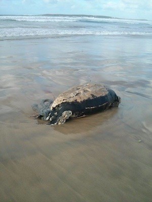 The remains of the turtle washed up at Magheroarty