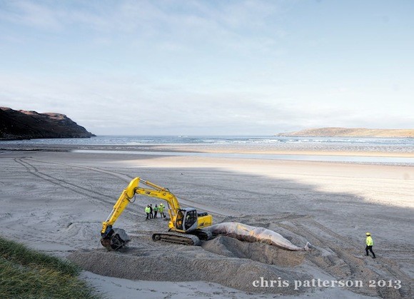 The operation to bury the whale at Maghera Beach.