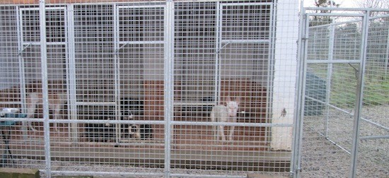 Sean and Kate have built kennels to look after their foster dogs.