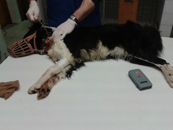 The dog is tended to by vets after bull wire was found embedded in its neck.