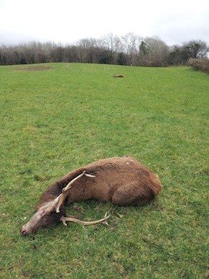 The two stags were found dead in the same field.