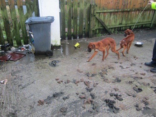 The two dogs left in squalid conditions at the house in Raphoe.