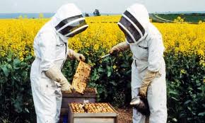 beekeeping