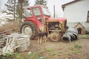 Other dogs were kept tied to farm machinery.