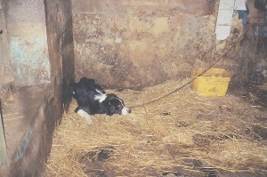 Dogs were kept chained up all day in sheds.