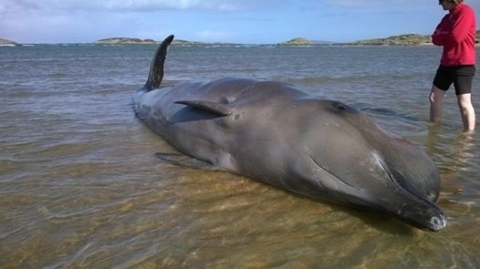 The dead creature washed up off Cruit Island.