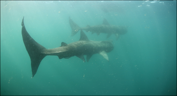 Donegal could be the location of Ireland's first National Marine Park.