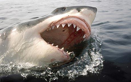 A great white shark.