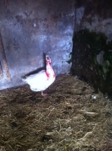 A bloodied goose which also survived the attacks by the two boxer dogs at The Glebe in Letterkenny. Pic Donegal Daily.