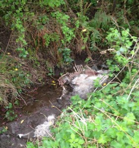 The carcass of the dead sheep rots away in the stream.