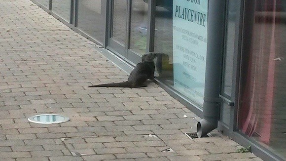 The otter was spotted in the middle of Bundoran trying to get into a children's Play-centre!