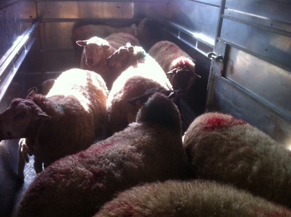 The bloodied sheep are loaded up to be brought to the vet for examination. Pic Donegal Daily.