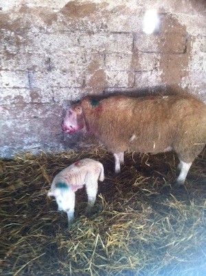 Another sheep is left injured by the roaming dogs. Pic Donegal Daily.