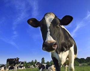 Farmers are getting smaller prices for cows but supermarkets are cashing in.