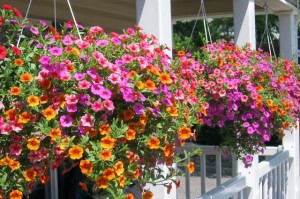 hanging_baskets