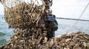 9a-Oyster-Harvest-CNS_web-600x330